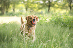playing Golden Retriever