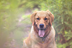 Golden Retriever Portrait