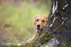 Golden Retriever Portrait