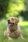 lying Golden Retriever
