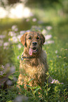 sitting Golden Retriever