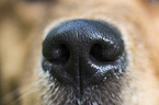 Golden Retriever nose