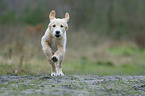 running Golden Retriever puppy