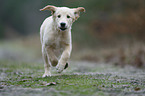 running Golden Retriever puppy