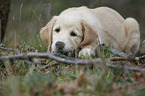lying Golden Retriever puppy