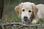 lying Golden Retriever puppy