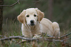 lying Golden Retriever puppy