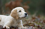 lying Golden Retriever puppy