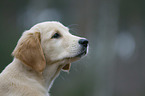 Golden Retriever puppy portrait