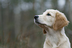 Golden Retriever puppy portrait