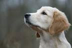 Golden Retriever puppy portrait
