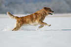 Golden Retriever in the snow