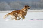 Golden Retriever in the snow