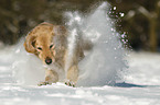 Golden Retriever in the snow