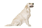 Golden Retriever in front of white background