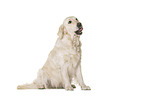 Golden Retriever in front of white background