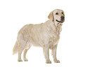 Golden Retriever in front of white background