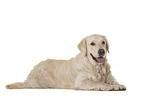 Golden Retriever in front of white background