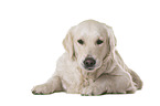 Golden Retriever in front of white background
