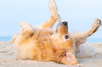 rolling Golden Retriever