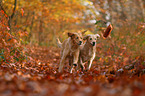 2 Golden Retriever