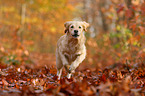 running Waeller Sheepdog