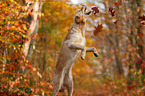 playing Waeller Sheepdog
