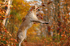 playing Waeller Sheepdog
