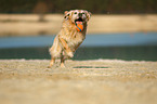 playing Golden Retriever