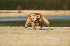 playing Golden Retriever