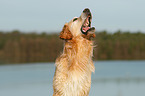 Golden Retriever Portrait
