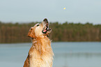 Golden Retriever Portrait