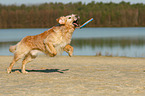 playing Golden Retriever