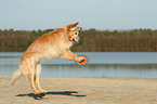 playing Golden Retriever