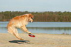 playing Golden Retriever