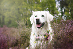 Golden Retriever Portrait