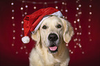 Golden Retriever Portrait