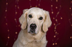 Golden Retriever Portrait