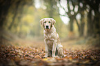 young Golden Retriever