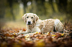 young Golden Retriever