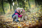 young Golden Retriever