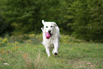 playing Golden Retriever