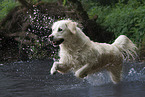 running Golden Retriever