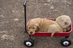 Golden Retriever Puppy