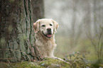 lying Golden Retriever