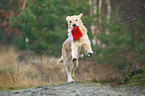 running Golden Retriever