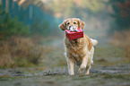 trotting Golden Retriever