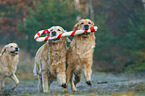 3 Golden Retriever