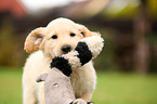 Golden Retriever Puppy