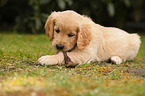 Golden Retriever Puppy